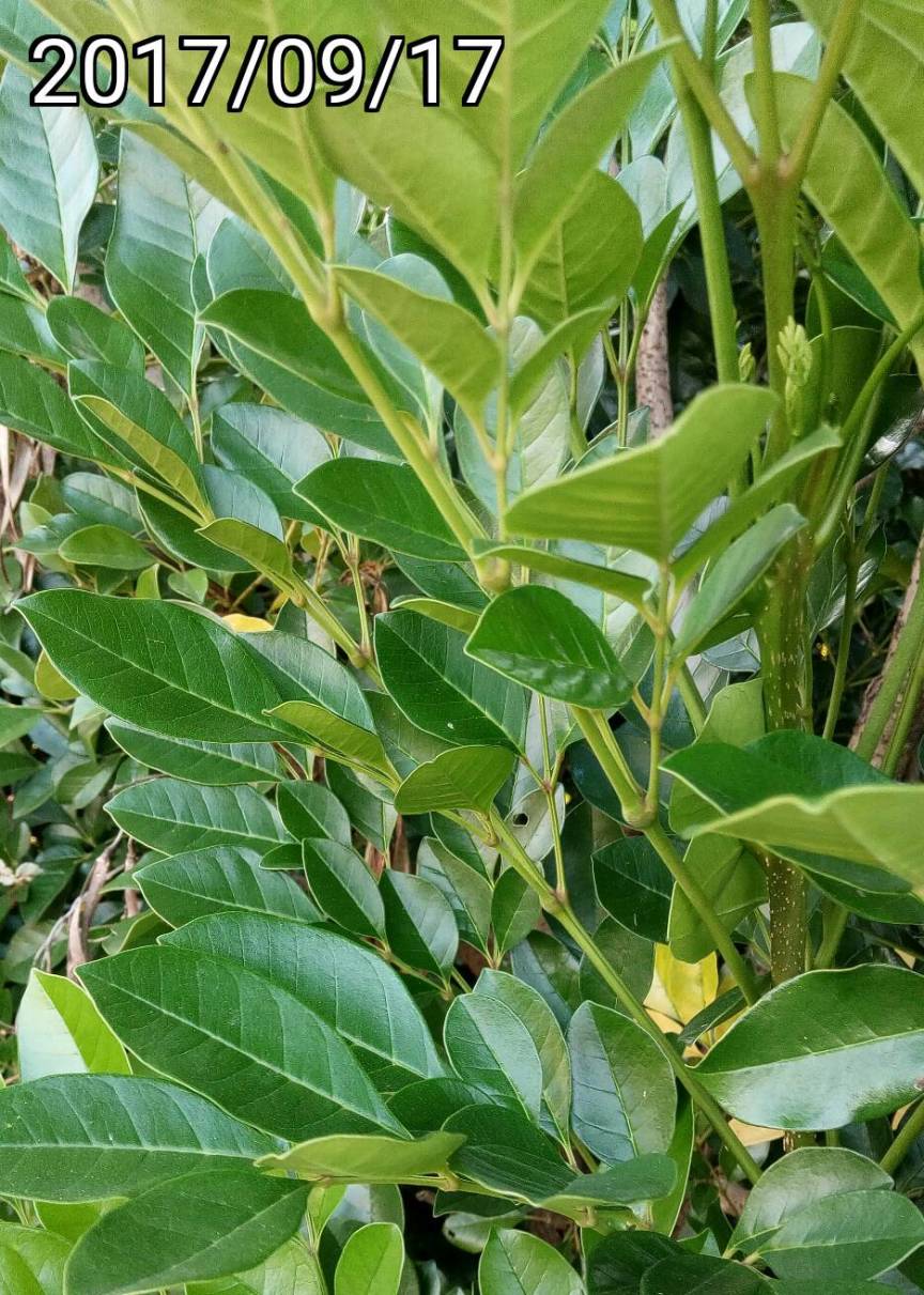 樹蘆莉葉, leaves of Radermachera Kunming, Dwarf Tree Jasmine